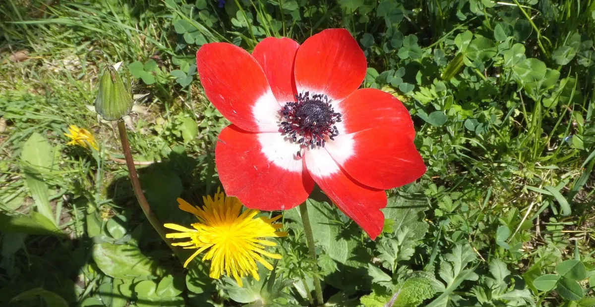 Anemone alba Goaty & Pons (Anemone coronaria) – plant photo