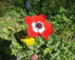 Anemone alba Goaty & Pons (Anemone coronaria) care guide