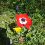 Anemone alba Goaty & Pons (Anemone coronaria) – plant photo