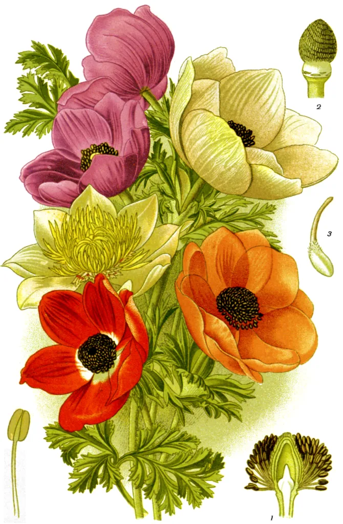 Anemone alba Goaty & Pons (Anemone coronaria) – flowers in close-up, plant photo