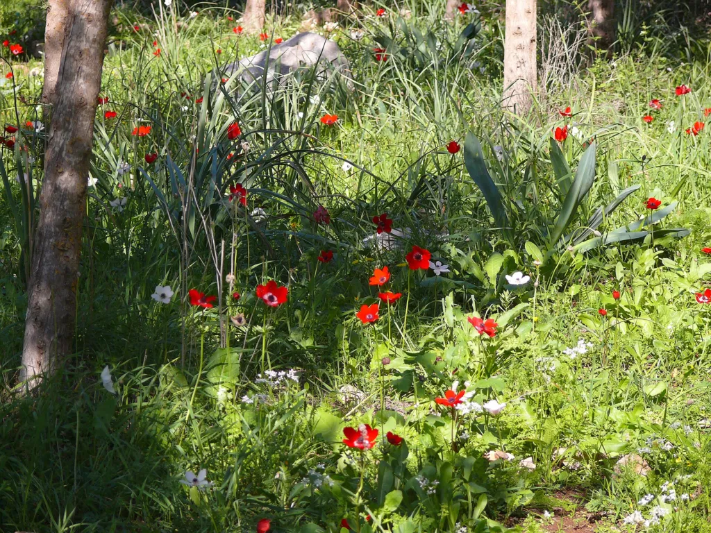 Anemone alba Goaty & Pons (Anemone coronaria) – characteristic appearance, plant photo