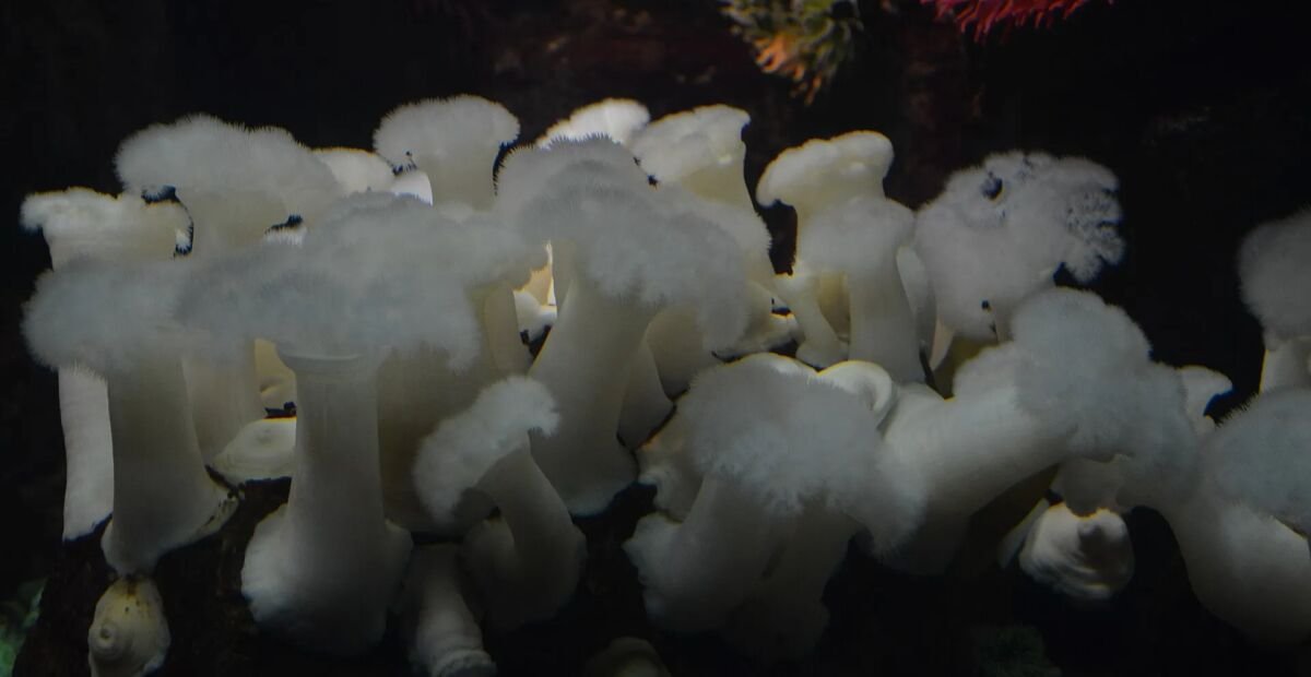 Anemone 'Frilly' – Pflanzenfoto