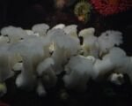 Anemone „Frilly“ (Anemone ‘Frilly’)