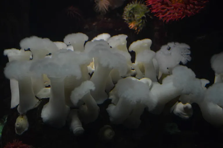 Anemone 'Frilly'