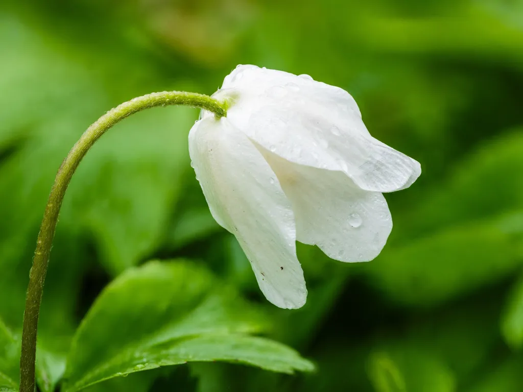 Wood Anemone (Anemone nemorosa) – flowers in close-up, plant photo