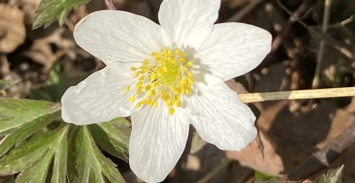 Wood Anemone (Anemone nemorosa) – plant photo