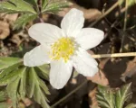 Wood Anemone (Anemone nemorosa) care guide