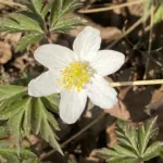 Wood Anemone (Anemone nemorosa) – plant photo