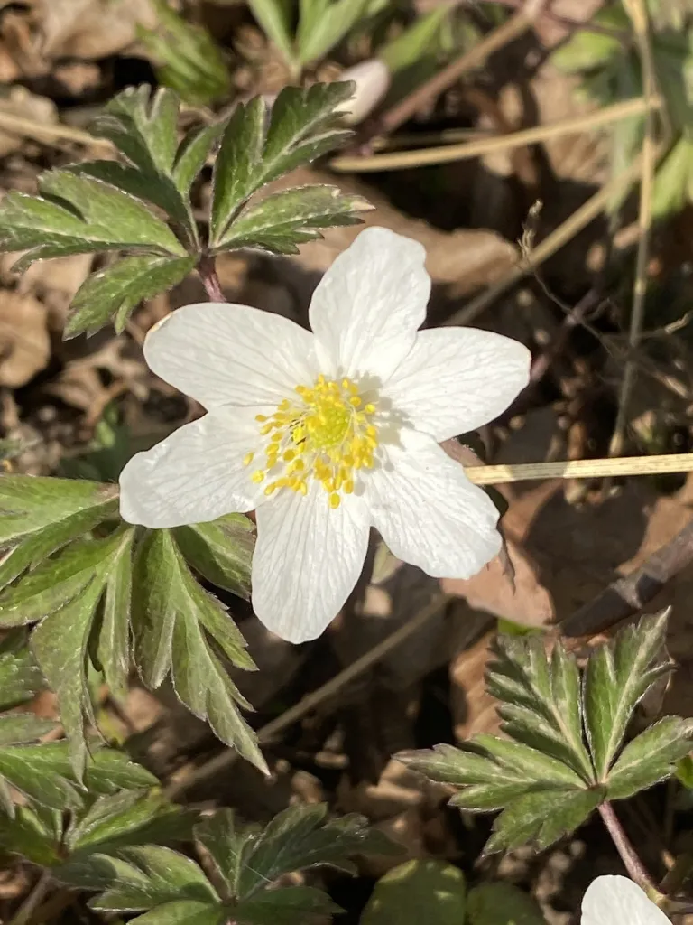 Anemone nemorosa