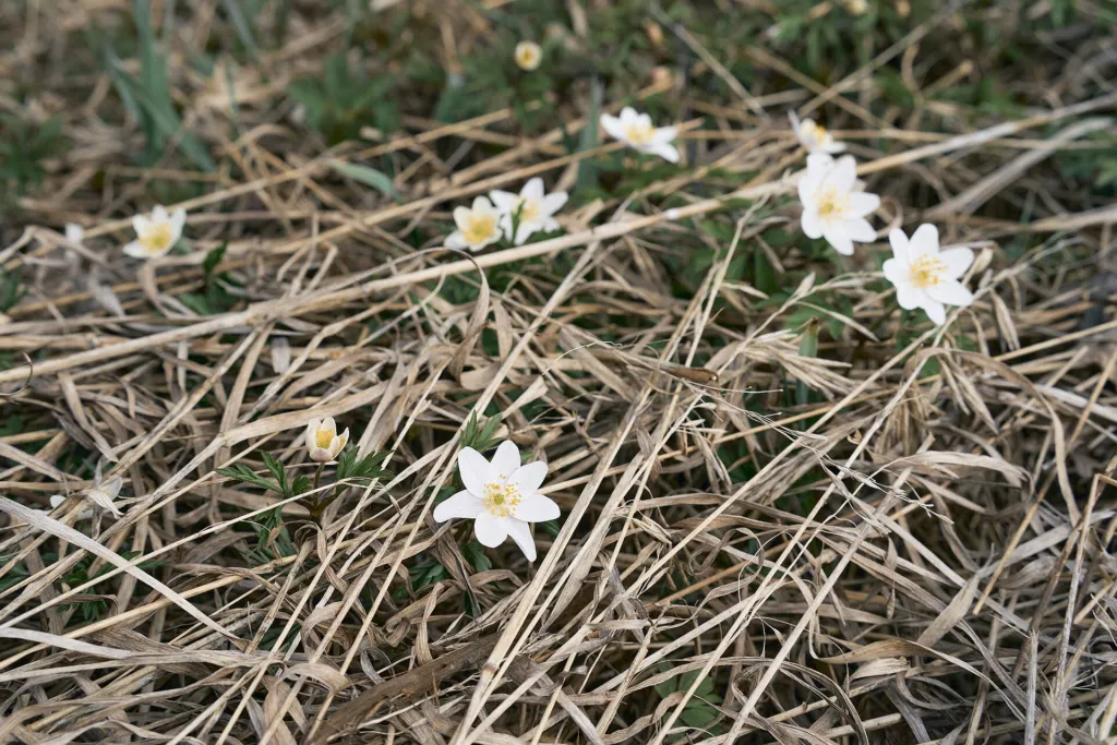 Wood Anemone (Anemone nemorosa) – flowers in close-up, plant photo