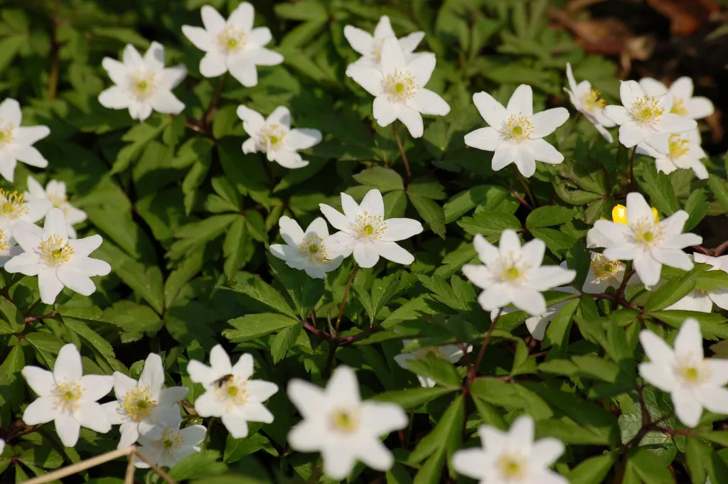 Wood Anemone (Anemone nemorosa) – characteristic appearance, plant photo