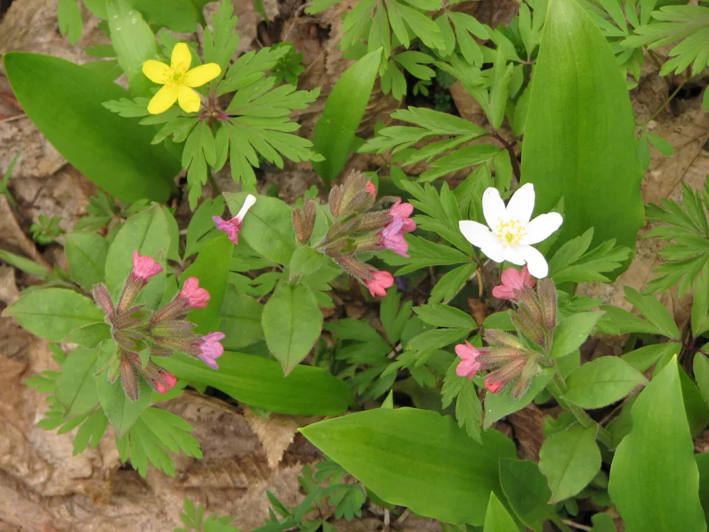 Wood Anemone (Anemone nemorosa) – flowers in close-up, plant photo