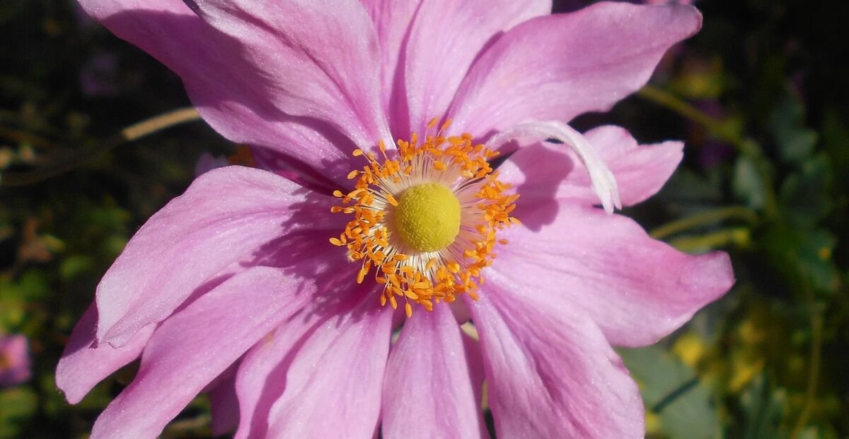 Anemone pamina – Pflanzenfoto