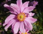 Anemone pamina – Pflege