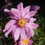 Anemone pamina – (Anemone pamina) – Pflanzenfoto