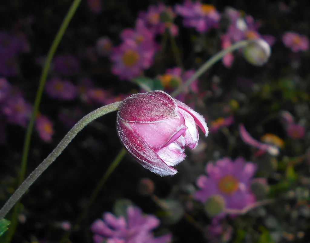 Anemone pamina – pestovanie a (Anemone pamina) – typický vzhľad, fotografia rastliny