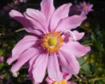 Anemone pamina care guide