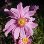 Anemone pamina care guide (Anemone pamina) – plant photo