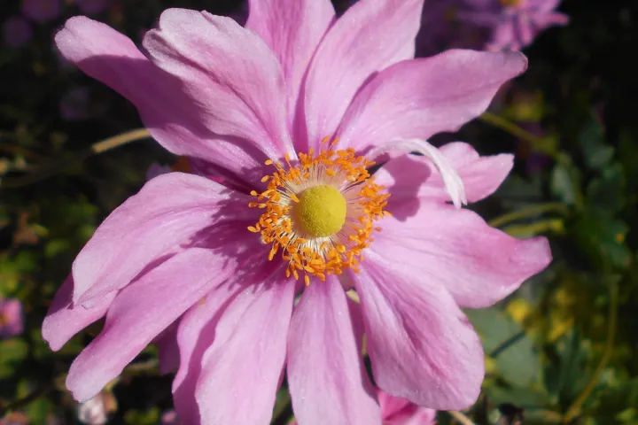 Anemone pamina