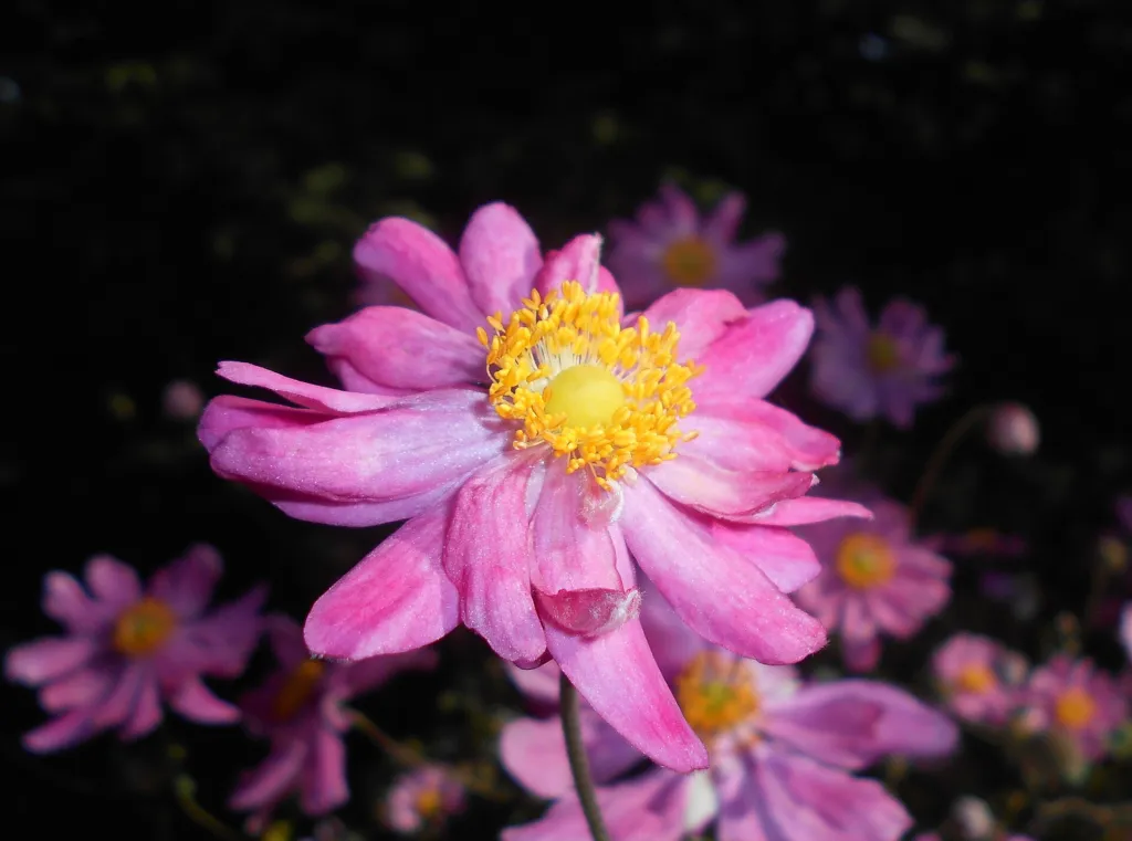 Anemone pamina – pestovanie a (Anemone pamina) – typický vzhľad, fotografia rastliny