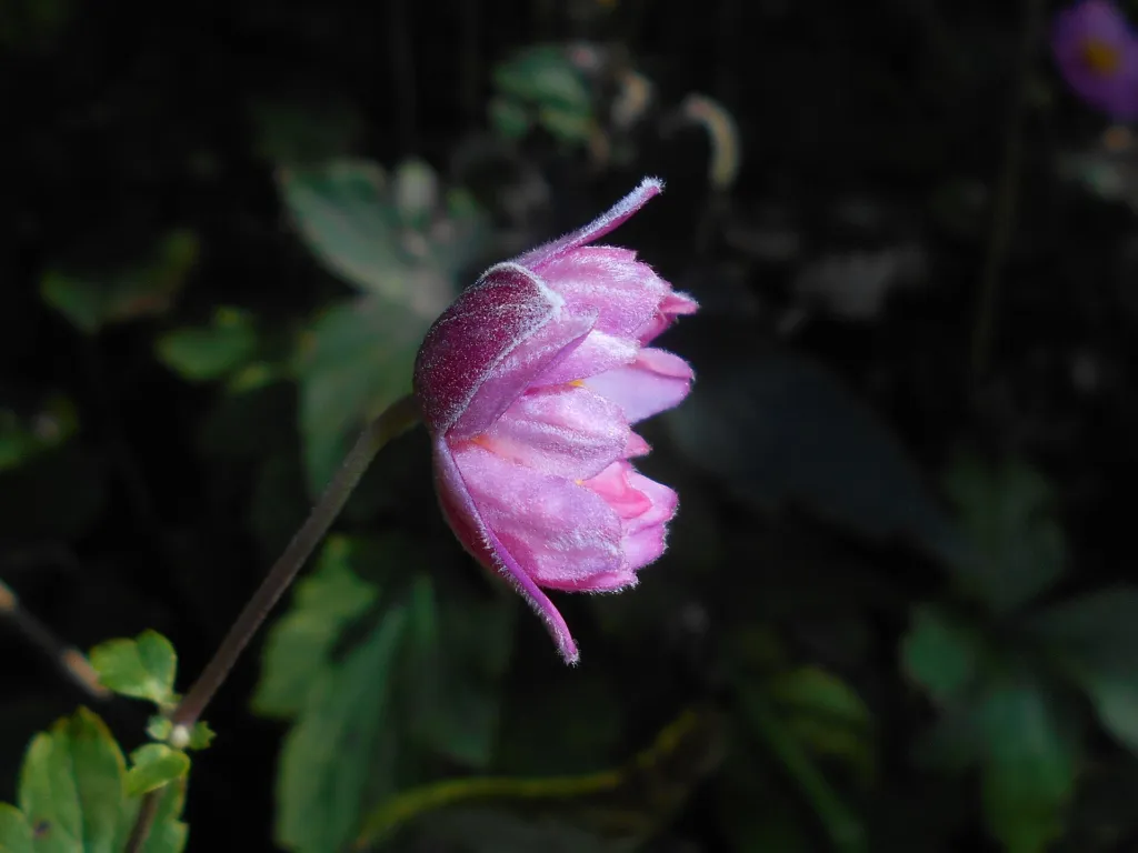 Anemone pamina – pestovanie a (Anemone pamina) – typický vzhľad, fotografia rastliny