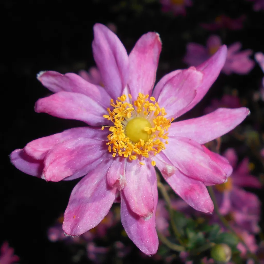 Anemone pamina – pestovanie a (Anemone pamina) – typický vzhľad, fotografia rastliny