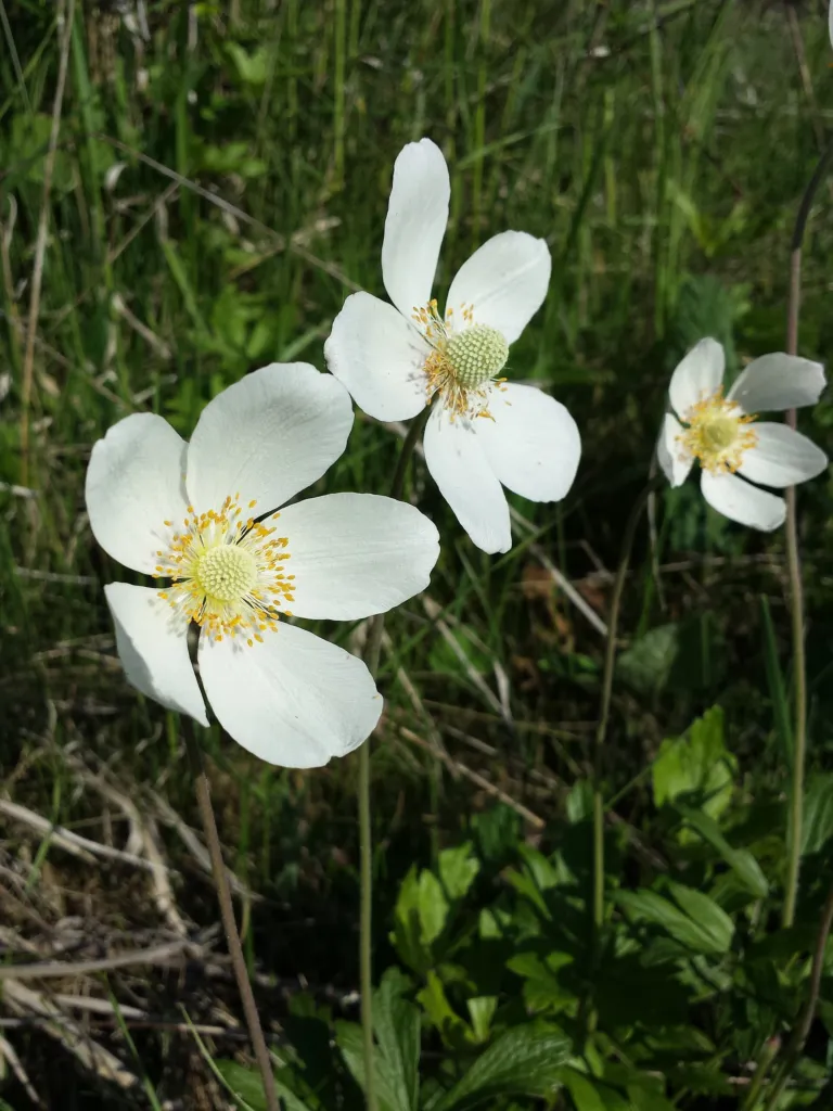 Snowdrop Anemone (Anemone sylvestris) – flowers in close-up, plant photo
