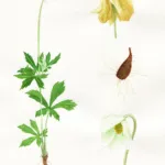 Snowdrop Anemone (Anemone sylvestris) – plant photo