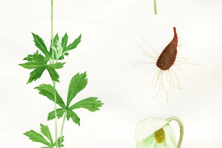 Anemone sylvestris