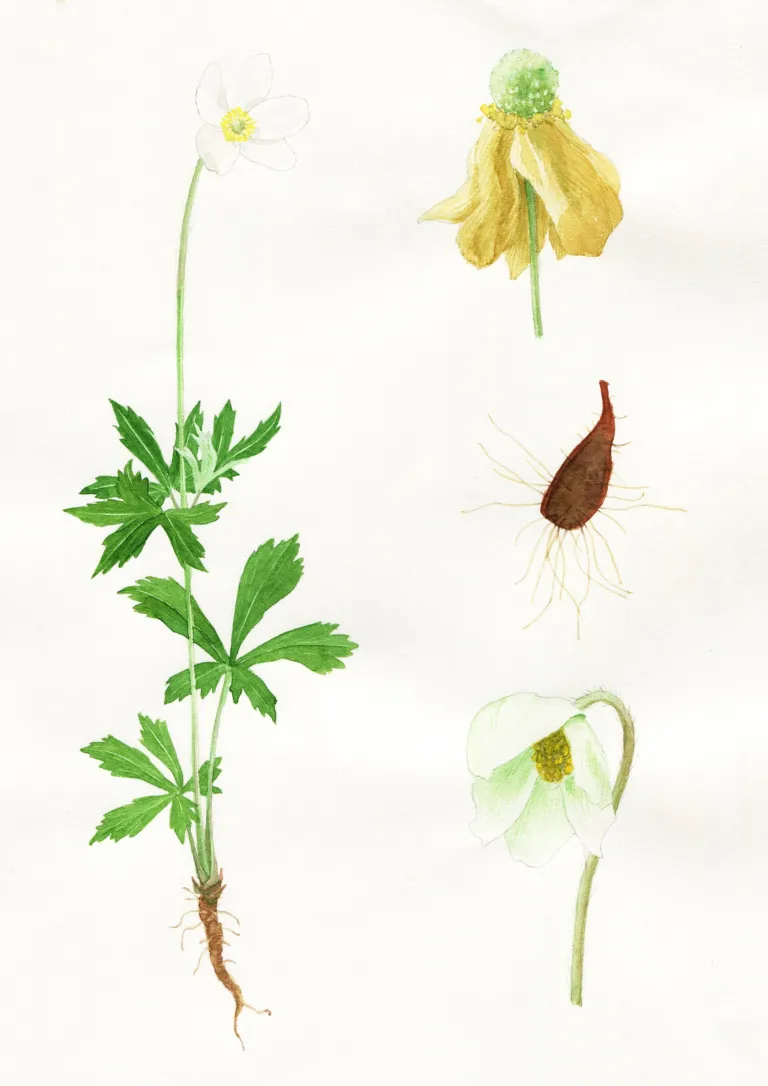 Anemone sylvestris