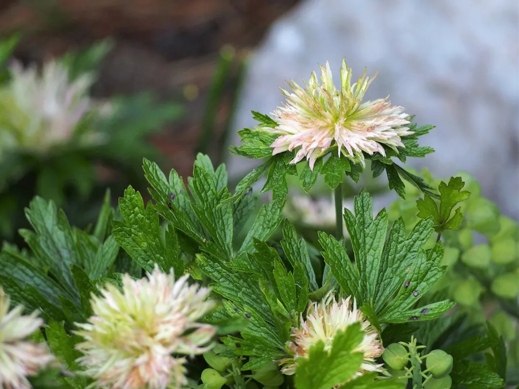 Snowdrop Anemone (Anemone sylvestris) – flowers in close-up, plant photo