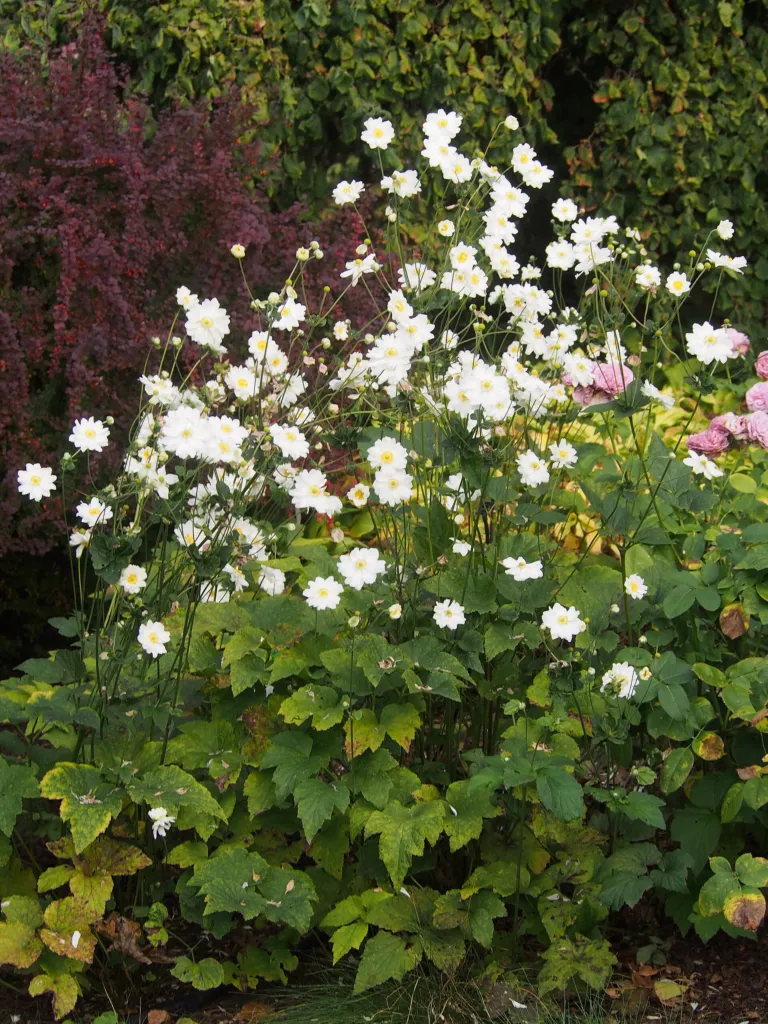 Herbst-Anemone 'Whirlwind' (Anemone 'Whirlwind') – im Garten, Pflanzenfoto