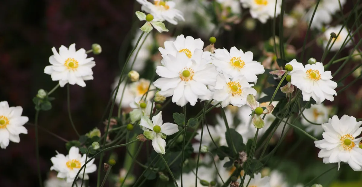 Anemone 'Whirlwind' – plant photo