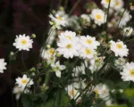 Anemone ‘Whirlwind’