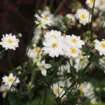 Anemone ‘Whirlwind’ (Anemone 'Whirlwind') – plant photo