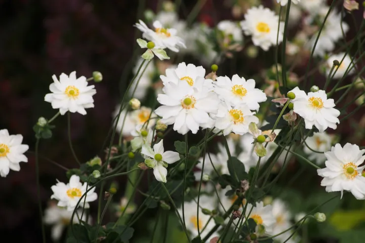 Anemone 'Whirlwind'