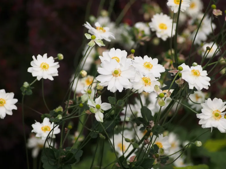 Anemone 'Whirlwind'