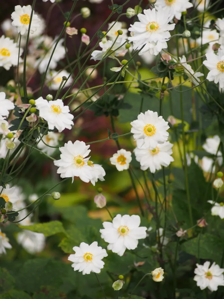 Herbst-Anemone 'Whirlwind' (Anemone 'Whirlwind') – im Garten, Pflanzenfoto