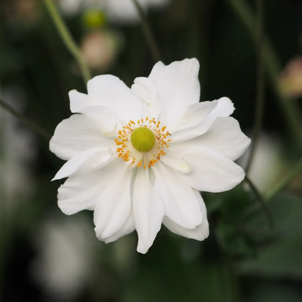 Herbst-Anemone 'Whirlwind' (Anemone 'Whirlwind') – im Garten, Pflanzenfoto