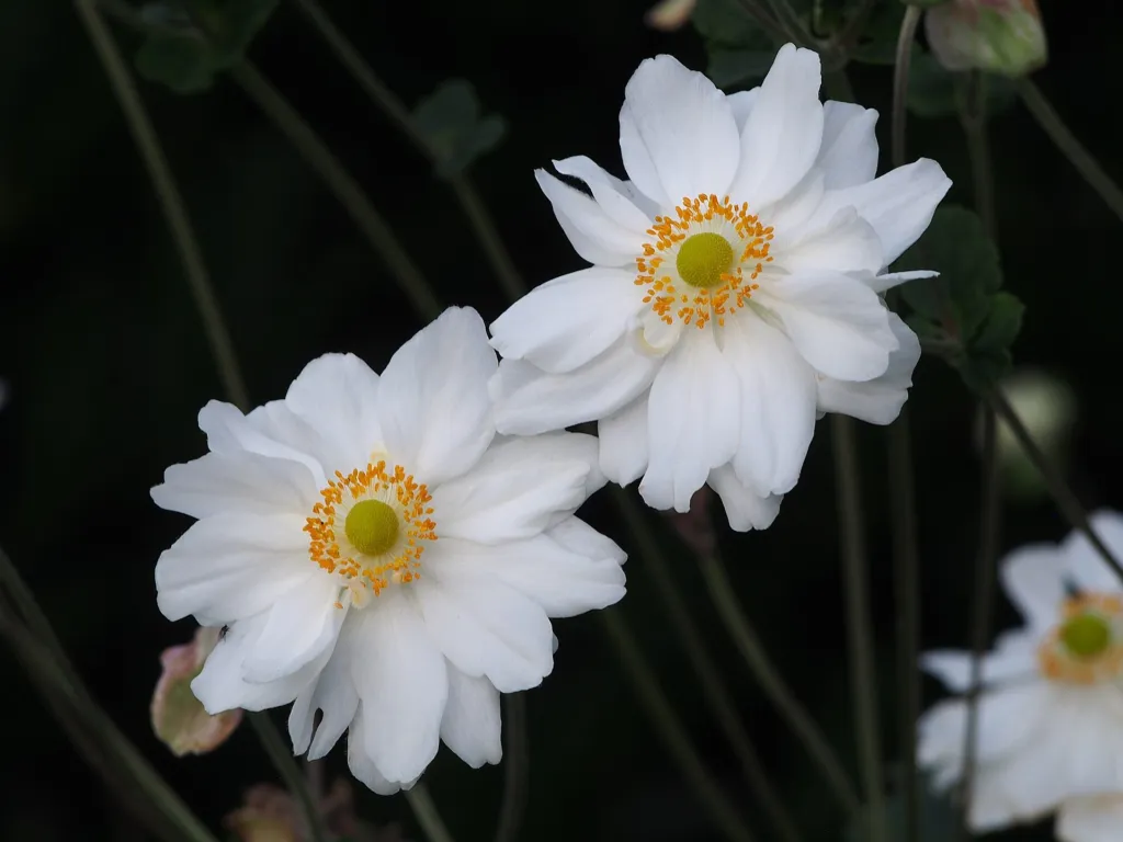 Herbst-Anemone 'Whirlwind' (Anemone 'Whirlwind') – im Garten, Pflanzenfoto