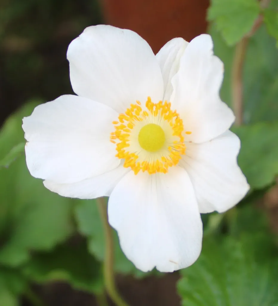 Anemone × hybrida ‘Honorine Jobert’ (Anemone × hybrida 'Honorine Jobert') – in its