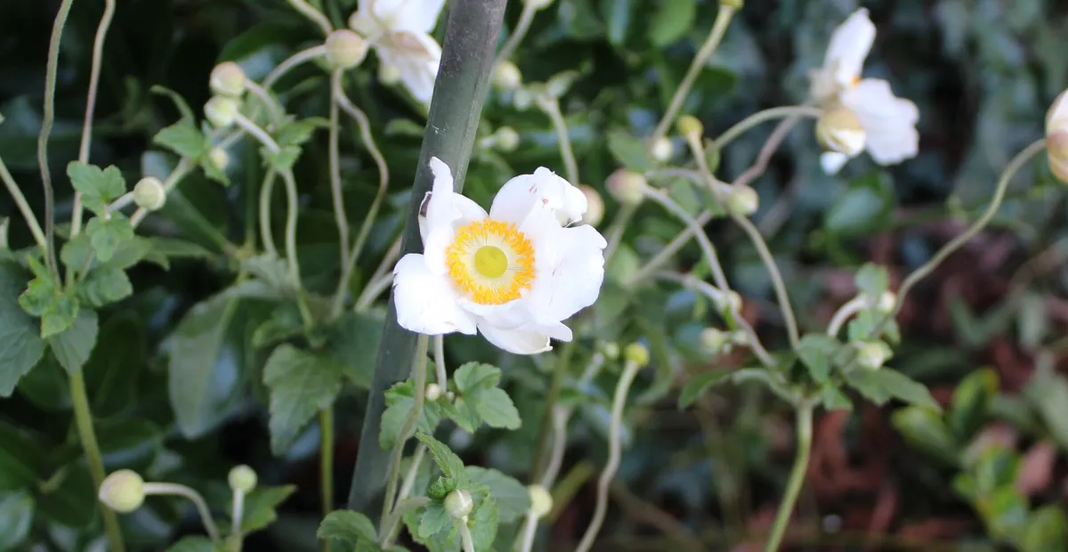 Anemone × hybrida 'Honorine Jobert' – plant photo
