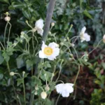 Anemone × hybrida ‘Honorine Jobert’ (Anemone × hybrida 'Honorine Jobert') – plant photo