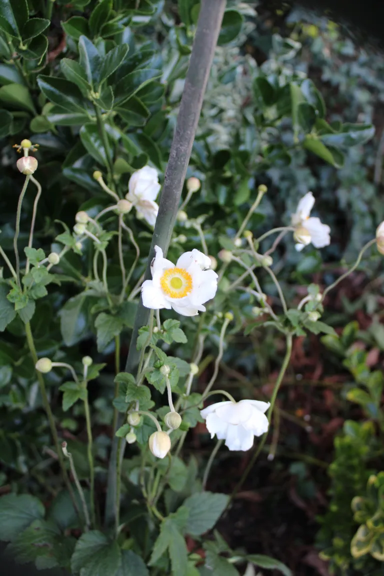 Anemone × hybrida 'Honorine Jobert'