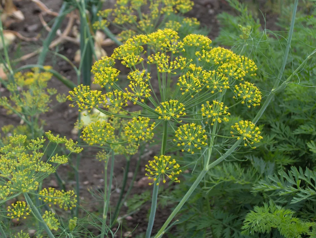 Dill (Anethum graveolens) – Pflanzenfoto