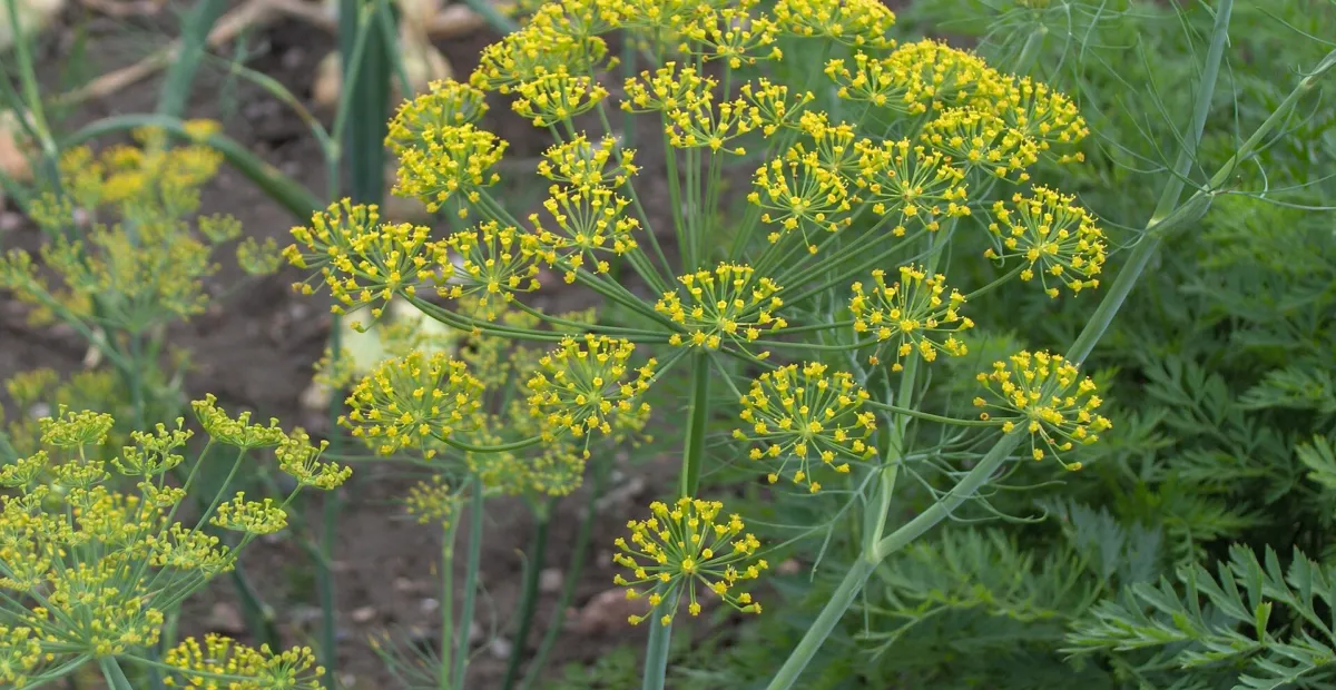 Dill (Anethum graveolens) – Pflanzenfoto