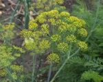 Dill (Anethum graveolens) care guide