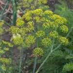 Dill (Anethum graveolens) – flowers in close-up, plant photo