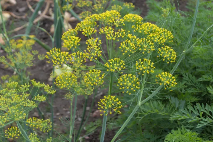 Anethum graveolens