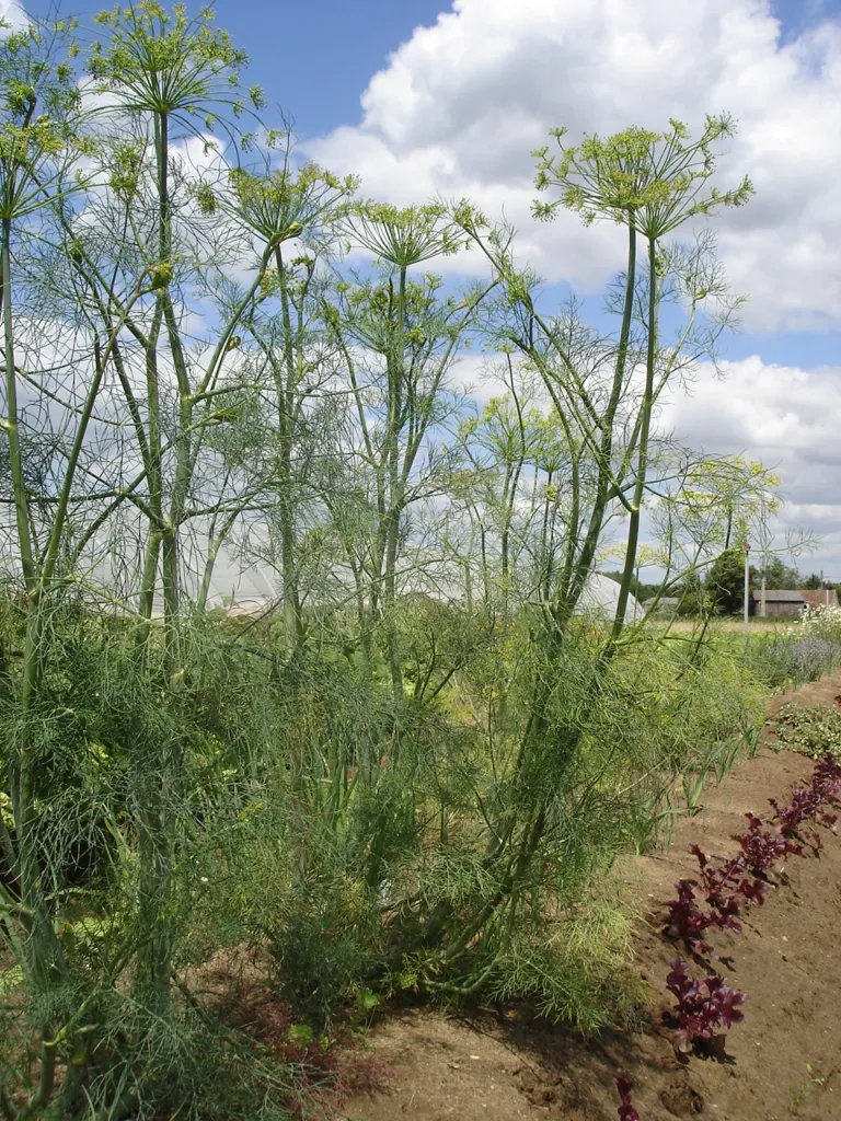 Dill (Anethum graveolens) – typisches Erscheinungsbild, Pflanzenfoto